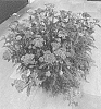 Achillea%20millefolium%20%27Bosachskyfi%27