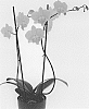 Phalaenopsis%20hybrida%20%27Moonlight%20Serenade%27