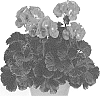 Pelargonium%20x%20hortorum%20%27Pacchopinim%27