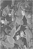 Nelumbo%20nucifera%20%27Taoling%20Shipian%27