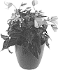 Begonia%20boliviensis%20%27BKPBEWFBC%27
