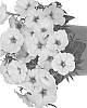 Petunia%20X%20hybrida%20%27Dopetdurasopi%27