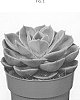 Echeveria%20x%20Graptopetalum%20%27AMIECH2002%27