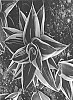 Sansevieria%20sp.%20%27OSV%20Sans%20006%27