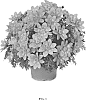 Bidens%20ferulifolia%20%27FSK17S12%27