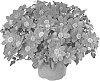 Bidens%20ferulifolia%20%27FSK17S28%27