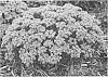 Sedum%20kamtschaticum%20%28Fisch.%29%20%27Bright%20Idea%27