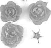 Rosa%20hybrida%20%27RIPfirst%27