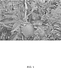 Malus%20domestica%20%27SF1%27
