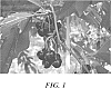 Prunus%20avium%20%27B1218%27