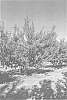 Prunus%20persica%20var.%20nucipersica%20%28Nectarine%29%20%27Andes%20Nec-6%27