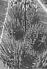 Veronica%20longifolia%20%27VVQRA06-0%27