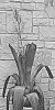 %28Aechmea%20eurycorymbus%20x%20A.%20aquilegia%29%20X%20%28Aechmea%20blanchetiana%20x%20A.%20callichroma%29%20%27Don%20Juan%27