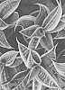 Sansevieria%20sp.%20%27OSV%20Sans%20007%27