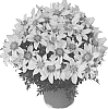 Bidens%20ferulifolia%20%27FSK17S41%27