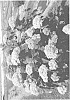 Hydrangea%20x%20arborescens%20subsp.%20radiata%20%27SMNHRL%27