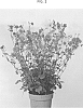 Geum%20coccineum%20Sm.%20x%20G.%20quellyon%20Sweet%20%28syn.%20G.%20chiloense%20hort.%29%20%27MACGEU007%27