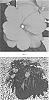 Impatiens%20interspecific%20%27IMGZ0021%27