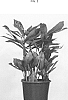 Zamioculcas%20zamiifolia%20%28hort.%20Lodd.%29%20Engl.%20%27EDZAM1901%27