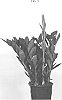 Zamioculcas%20zamiifolia%20%28hort.%20Lodd.%29%20Engl.%20%27EDZAM1902%27