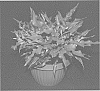 Caladium%20X%20hortulanum%20%27RIB%20OF15-809%20RD%27