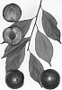 Interspecific%20Prunus%20species%20%27Flavor%20May%27