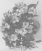 Impatiens%20hawkeri%20%27Dongipetorsta%2021%27