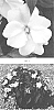 Impatiens%20interspecific%20%27IMGZ0022%27