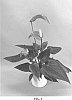 Anthurium%20andraeanum%20L.%20%27ANTHGNOBIC%27