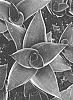 Sansevieria%20sp.%20%27OSV%20Sans%20012%27