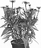 Echinacea%20hybrida%20%27IFECSSPUR%27