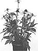 Echinacea%20hybrida%20%27IFECSSTS%27