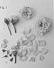 Rosa%20hybrida%20%27Poulpar123%27