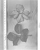 Rubus%20L.%20subgenus%20Rubus%20%27DrisBlackTwentyNine%27
