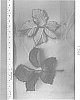 Rubus%20L.%20subgenus%20Rubus%20%27DrisBlackTwentyNine%27