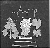 Vitis%20vinifera%20%27ARDTHIRTYEIGHT%27
