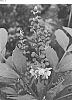 Mahonia%20%27NCMH2%27