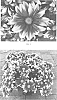 Chrysanthemum%20x%20morifolium%20%27CIDZ0113%27