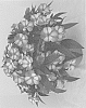 Impatiens%20hawkeri%20%27Dongipetresta%2021%27
