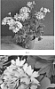 Pelargonium%20x%20hortorum%20%27PECZ0026%27