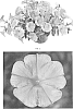 Petunia%20hybrida%20%27PEHY0060%27