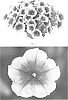 Petunia%20hybrida%20%27PEHY0059%27