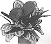 Calathea%20roseopicta%20%27Mysty%27