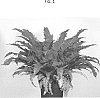 Asplenium%20antiquum%20%27YUASPGIO%27