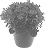 Campanula%20portenschlagiana%20%27BKPCMPNN%27