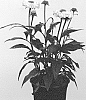 Echinacea%20hybrida%20%27IFECSSWP%27
