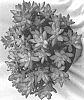 Sedum%20adolphi%20%27SUNSTAR%27