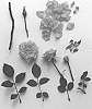 Rosa%20hybrida%20%27Poulpar113%27