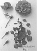 Rosa%20hybrida%20%27Poulpal091%27