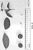 Vaccinium%20hybrid%20%27NS%2015-14%27